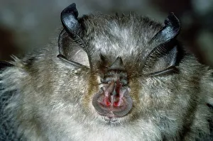 Hipposideros: LESSER HORSESHOE BAT - close-up of face