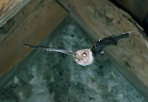 Ursula Curth: LESSER HORSESHOE BAT - In flight