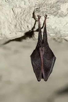 Suspend: Lesser Horseshoe Bat hanging - Annual Census of