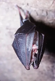 Agility: LESSER HORSESHOE BAT - Hibernating
