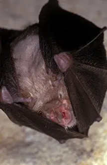 Hibernating: Lesser Horseshoe Bat - hibernation at cave