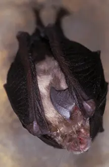 Hibernating: Lesser Horseshoe Bat - hibernation at cave
