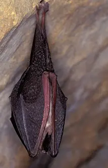 Hibernating: Lesser Horseshoe Bat - hibernation at cave