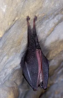 Hibernating: Lesser Horseshoe Bat - hibernation at cave