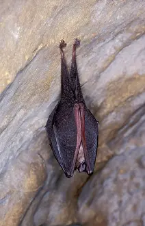 Hibernating: Lesser Horseshoe Bat - hibernation at cave