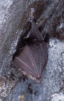 Hibernating: Lesser Horseshoe Bat - hibernation at cave