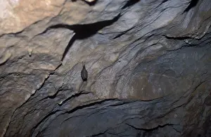 Hibernating: Lesser Horseshoe Bat - hibernation at cave