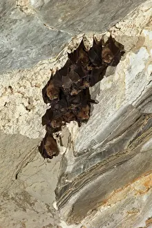Microbat: Lesser horseshoe bat (Rhinolophus hipposideros)
