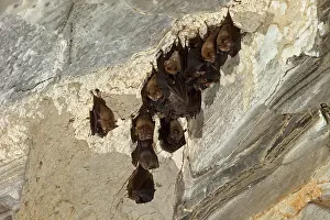 Microbat: Lesser horseshoe bat (Rhinolophus hipposideros)