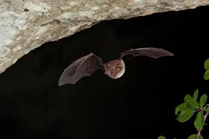 Microbat: Lesser horseshoe bat (Rhinolophus hipposideros)