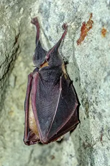 Suspend: Lesser Horseshoe Bat ( Rhinolophus hipposideros