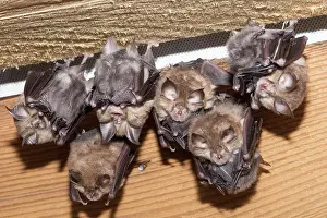 Microbat: Lesser horseshoe bat (Rhinolophus hipposideros)