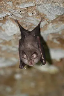 Hibernation: Lesser horseshoe bat (Rhinolophus hipposideros)