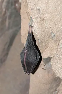 Hibernation: Lesser horseshoe bat (Rhinolophus hipposideros)