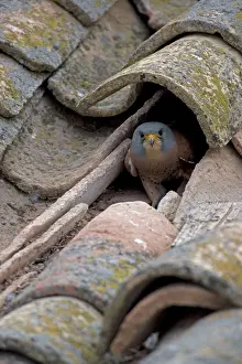 Naumanni: Lesser Kestrel