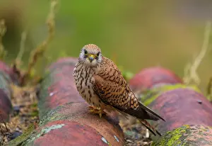 Naumanni: Lesser Kestrel