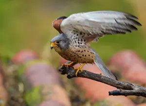 Naumanni: Lesser Kestrel