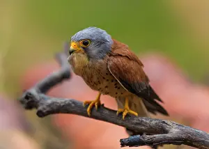 Naumanni: Lesser Kestrel