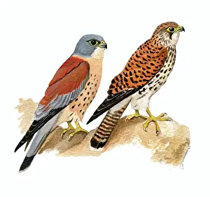 Naumanni: Lesser Kestrel