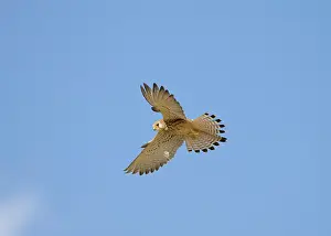 Naumanni: Lesser Kestrel - adult female - in flight hovering