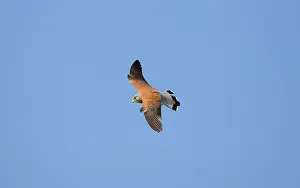 Naumanni: Lesser Kestrel - adult Male overwing