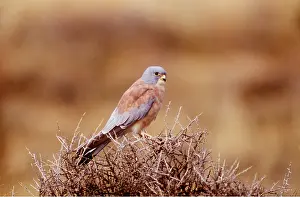 LESSER KESTREL - on bush