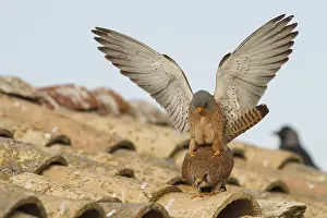 Kestrel: Lesser Kestrel (Falco naumanni)