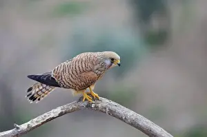 Naumanni: Lesser Kestrel - Female