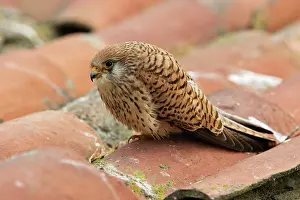Naumanni: Lesser Kestrel - female