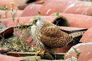 Naumanni: Lesser Kestrel - female