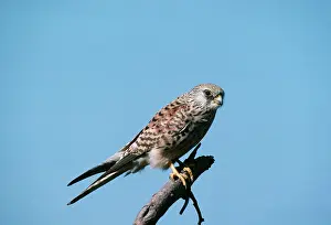 Naumanni: Lesser Kestrel - Female