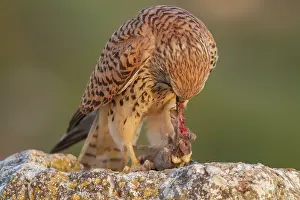 Naumanni: Lesser Kestrel female eating a mouse Castile-La