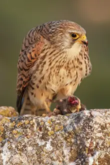 Castile: Lesser Kestrel female eating a mouse Castile-La