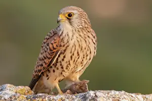 Castile: Lesser Kestrel female eating a mouse Castile-La