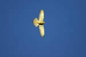 Naumanni: Lesser Kestrel - Female in flight