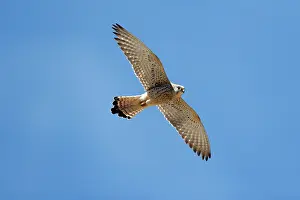 Naumanni: Lesser Kestrel - female in flight