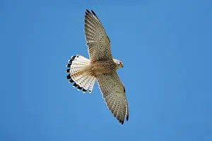 Naumanni: Lesser Kestrel - female in flight