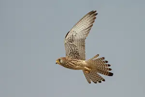 Naumanni: Lesser Kestrel female in flight Castile-La Mancha
