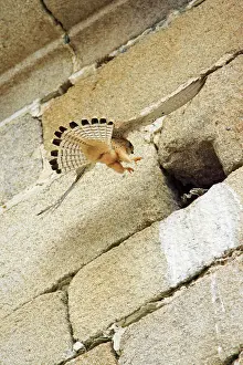 Naumanni: Lesser Kestrel - female landing at nest entrance in church