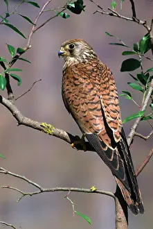 Kestrels: LESSER KESTREL - female, perched