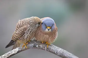 Naumanni: Lesser Kestrel - Female preening male