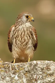 Naumanni: Lesser Kestrel female resting Castile-La Mancha, Spain