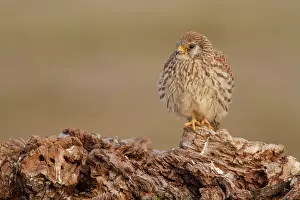 Naumanni: Lesser Kestrel female resting Castile-La Mancha, Spain