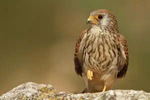 Mancha: Lesser Kestrel female resting Castile-La Mancha, Spain