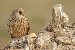 Castile: Lesser Kestrel female resting Castile-La Mancha, Spain