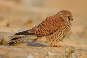 Falconidae: Lesser Kestrel female resting on roof Castile-La