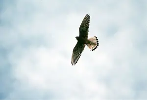 Ake Lindau: LESSER KESTREL - in flight