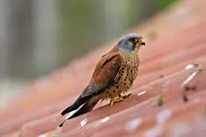 Naumanni: Lesser Kestrel - male