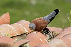 Naumanni: Lesser Kestrel - male