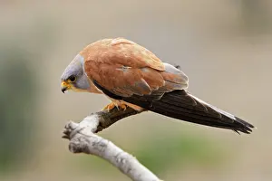 Naumanni: Lesser Kestrel - male
